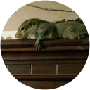 Andrew Oliveira profile picture